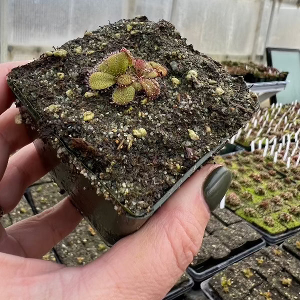 A hand holds a pot with a small sundew growing in it