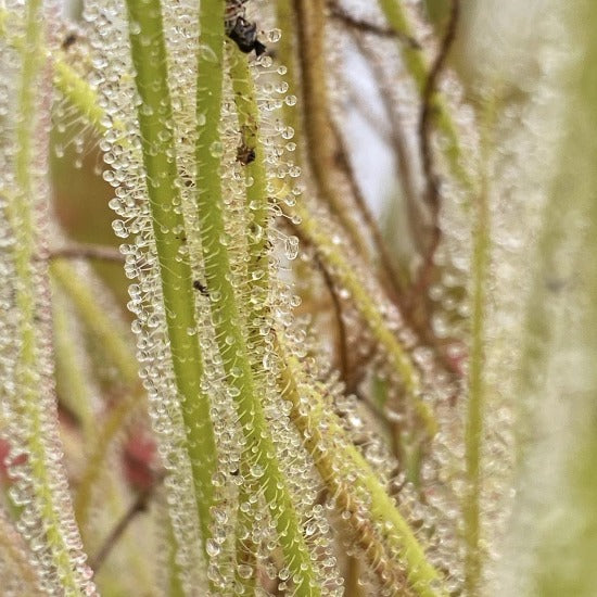 Drosera tracyi Bruce Florida Sundew