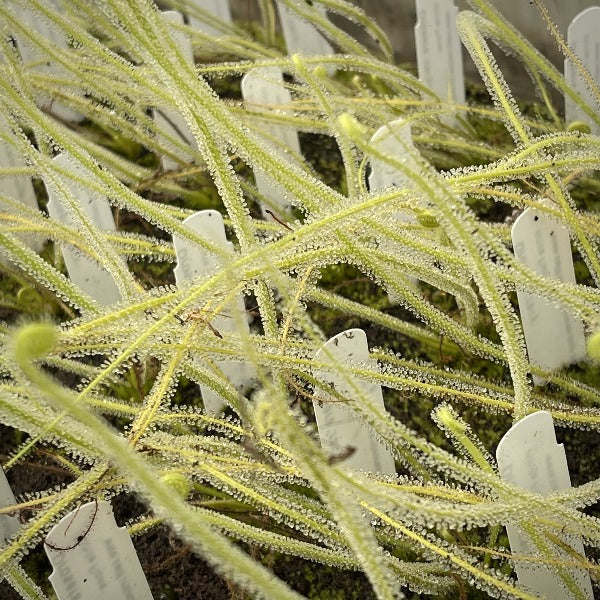 Drosera tracyi white flower sundew