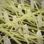 Drosera tracyi white flower sundew