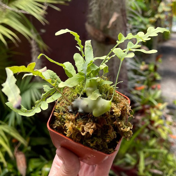 A small potted Lecanopteris deparioides plant, commonly known as ant fern, with green leaf-like structures and a red potting medium.