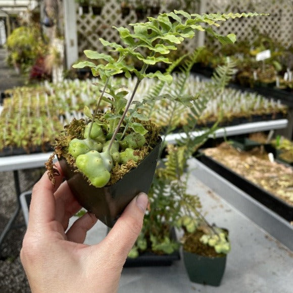 A small potted Lecanopteris deparioides plant, commonly known as ant fern, with green leaf-like structures and a red potting medium.