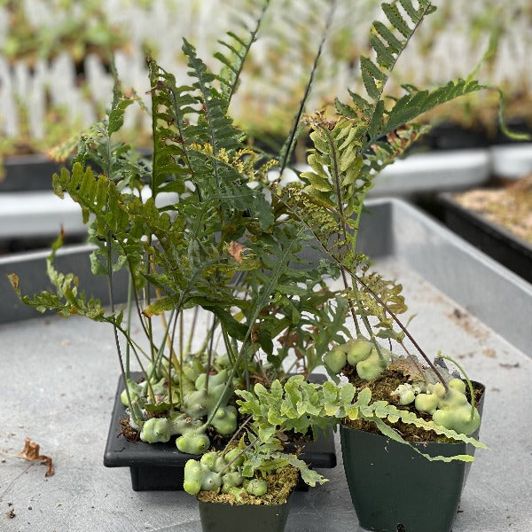 Three Lecanopteris deparioides plants with fern like leaves and bulbous green rhizomes on a gray work cart
