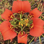 Lilium catesbaei