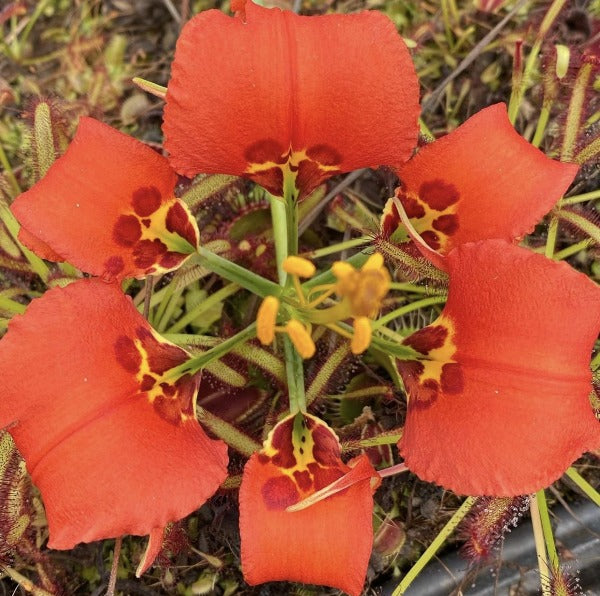 Lilium catesbaei
