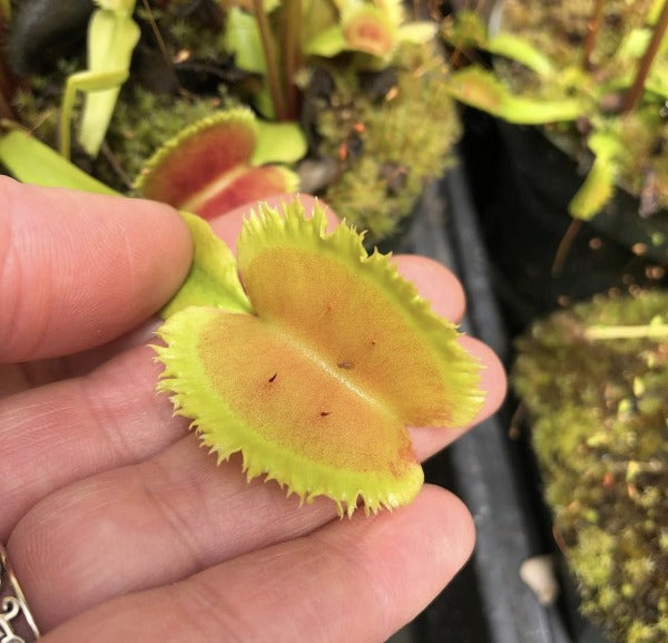 Dionaea Lunatic Fringe