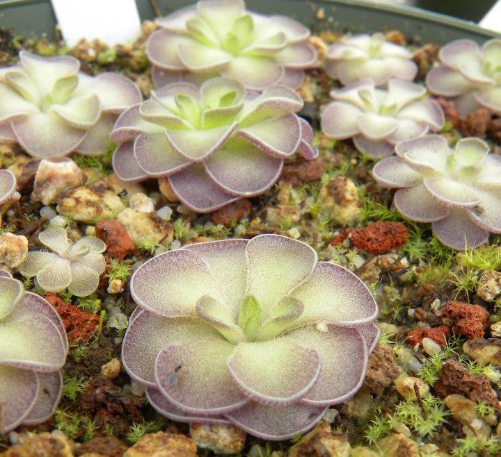 Pinguicula cyclosecta BARE ROOT