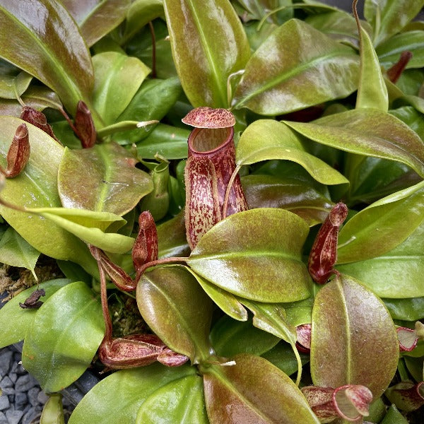 Nepenthes St Gaya Pitcher Plant