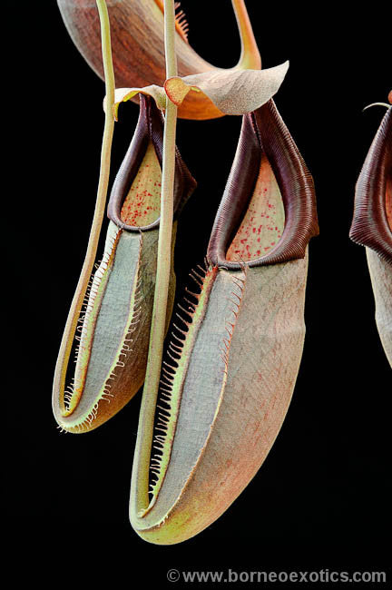 Nepenthes bongso Potted