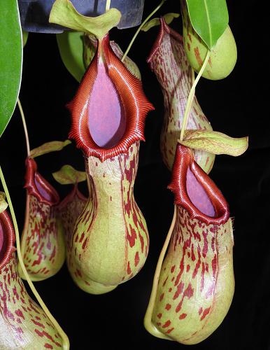 A group of Nepenthes burkei pitcher plants with green leaves and red and white spotting, growing indoors.