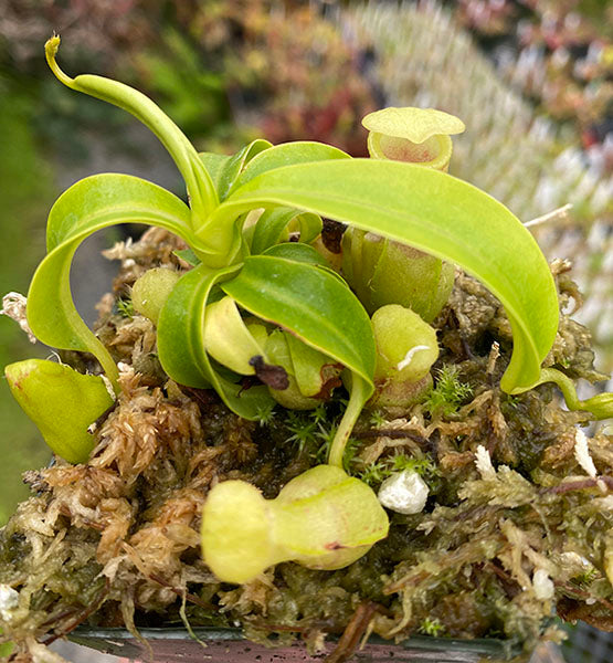 Nepenthes burkei Potted