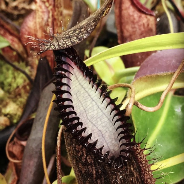 Nepenthes hamata Gng Tambusisi CalCarn Clone