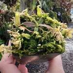 Nepenthes hamata Gng Tambusisi CalCarn Clone
