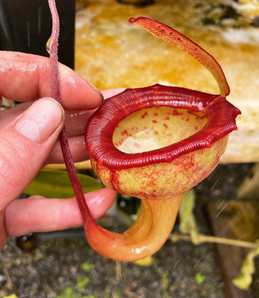 A potted Nepenthes jamban plant with a yellow pitcher with red edges, growing among other plants.
