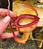 A potted Nepenthes jamban plant with a yellow pitcher with red edges, growing among other plants.