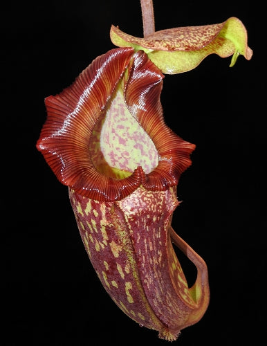 A Nepenthes pitcher hangs in front of a black background 