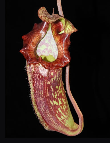 A Nepenthes pitcher hangs in front of a black background 