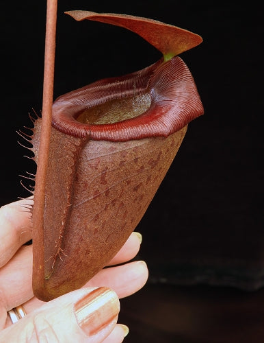 Nepenthes rajah x tenuis BE-4083