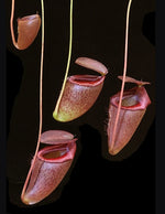 Nepenthes rajah x tenuis BE-4083