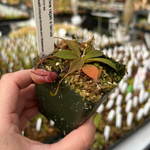 Nepenthes rajah x tenuis BE-4083