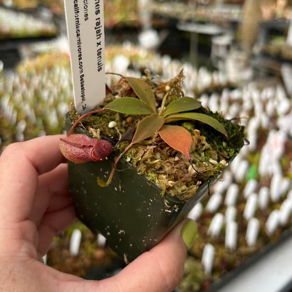 Nepenthes rajah x tenuis BE-4083