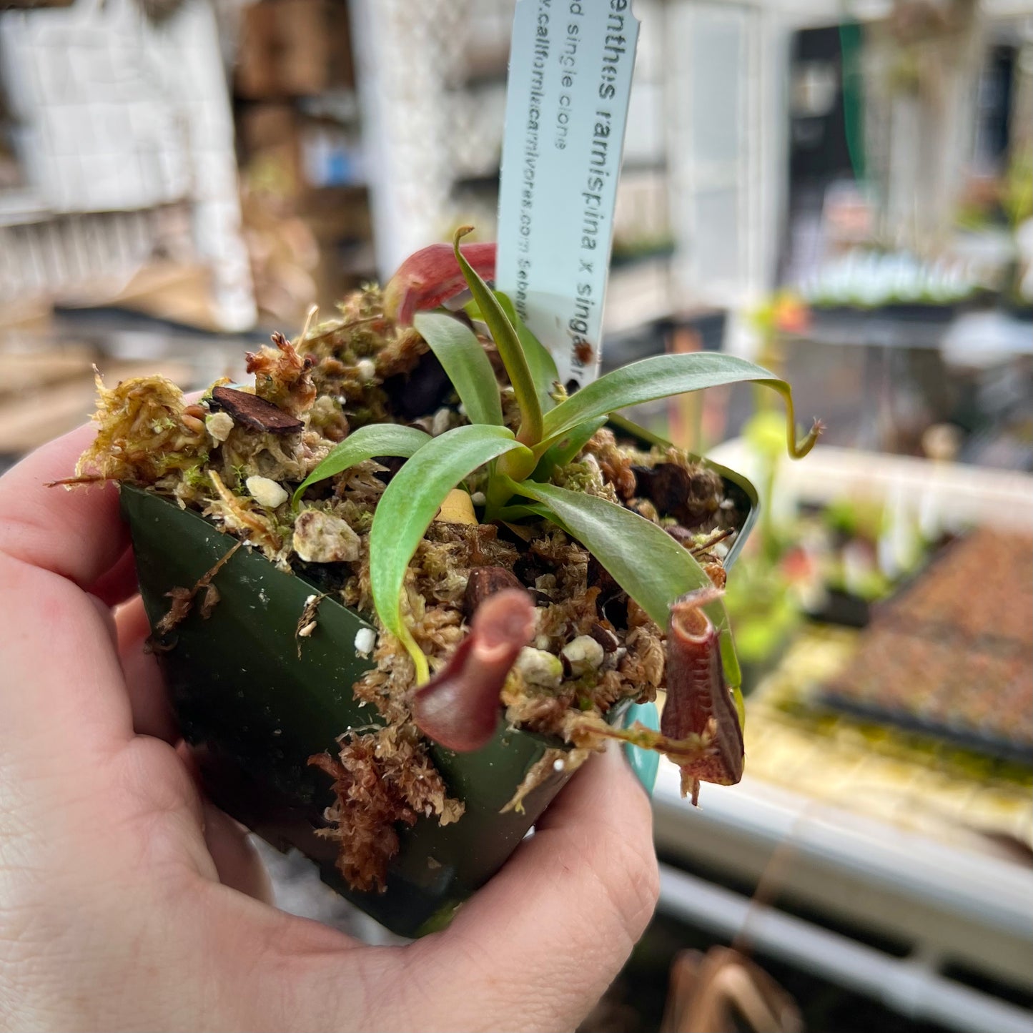 A hand hold a small mossy pot with a Nepenthes in it in a greenhouse 