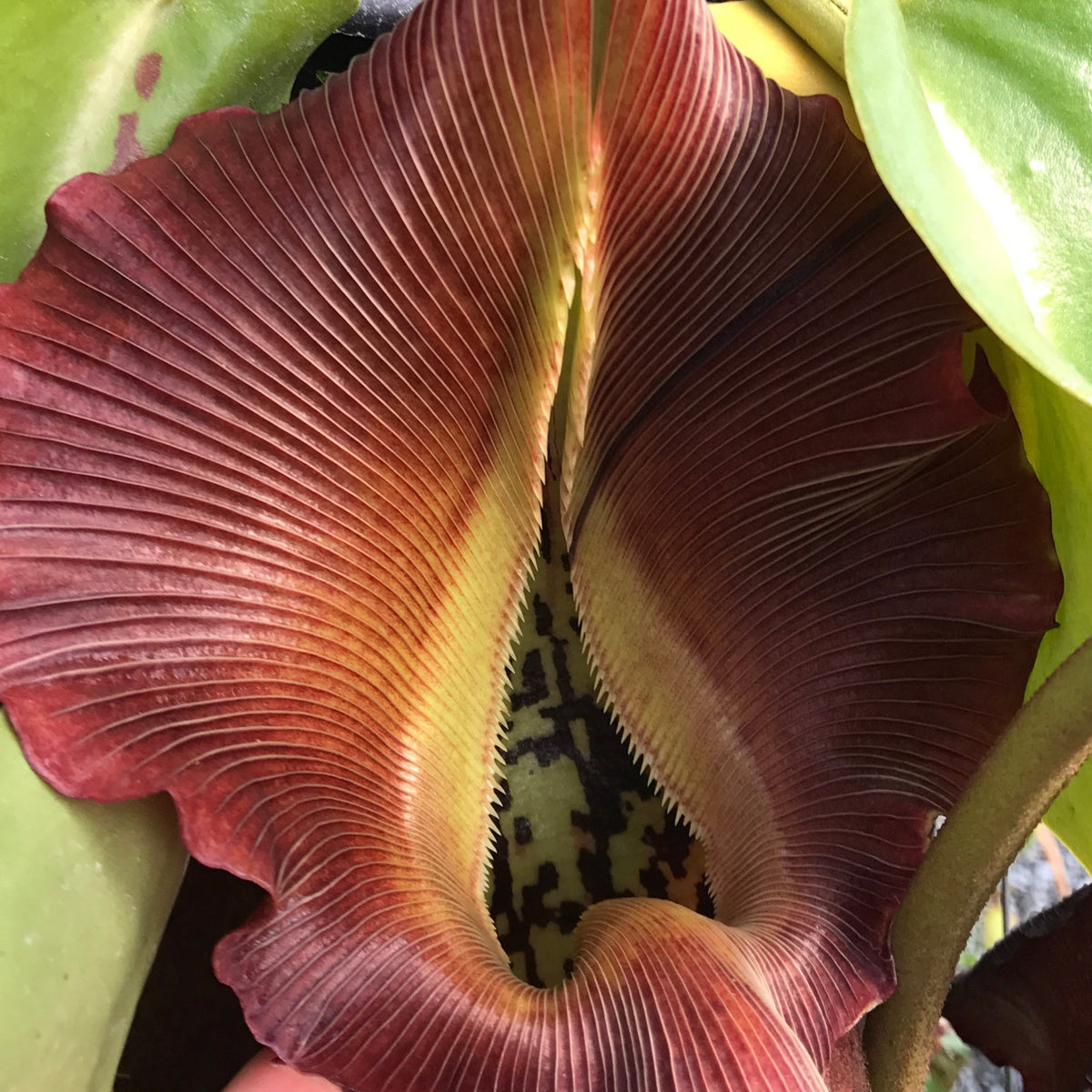 Nepenthes robcantleyi CalCarn Clone