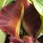 Nepenthes robcantleyi CalCarn Clone