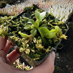 Nepenthes robcantleyi CalCarn Clone