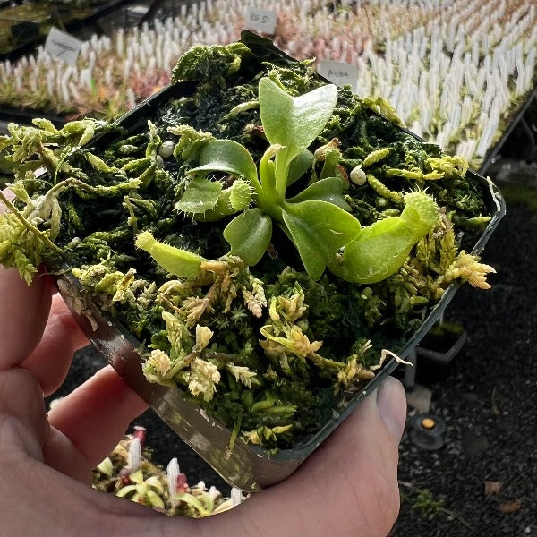 Nepenthes robcantleyi CalCarn Clone