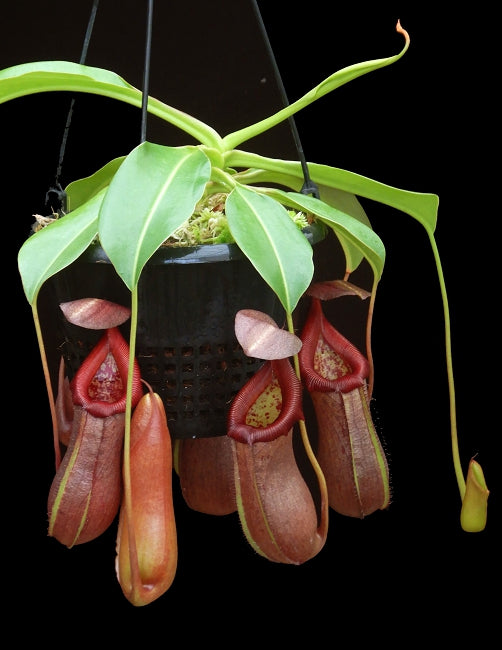 A hanging pot of many red Nepenthes pitchers hangs on a black background 