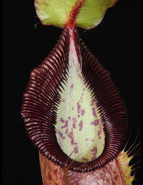 Nepenthes spathulata x hamata Lumut BE-3712