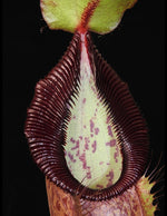 Nepenthes spathulata x hamata Lumut BE-3712