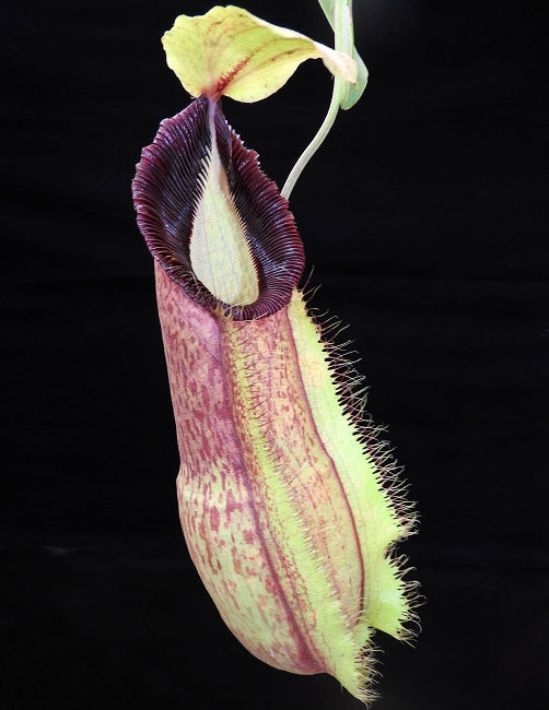 Nepenthes spathulata x hamata Lumut BE-3712