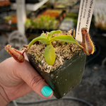 Nepenthes spathulata x hamata Lumut BE-3712