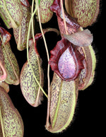 Nepenthes spathulata x spectabilis BE-3314