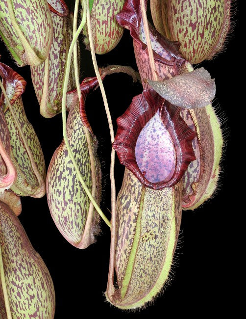 Nepenthes spathulata x spectabilis BE-3314
