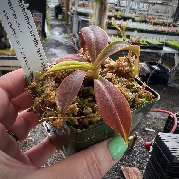 Nepenthes spathulata x spectabilis BE-3314