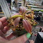 Nepenthes spathulata x spectabilis BE-3314
