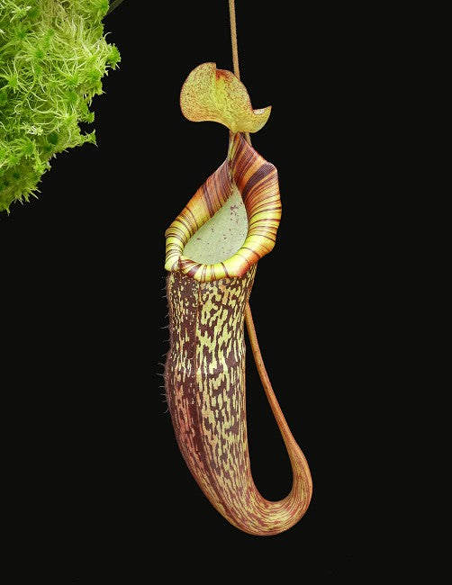 A speckled red Nepenthes pitcher hangs on a black background 