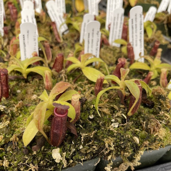 Nepenthes_talangensis_x_glandulifera_BE-3665