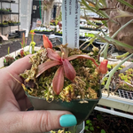Nepenthes veitchii x ventricosa BE-4674
