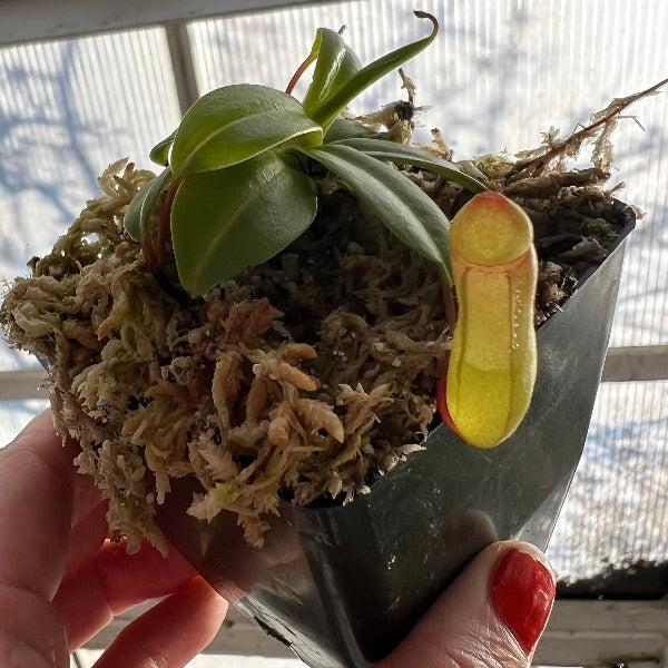 Nepenthes ventricosa Pitcher Plant