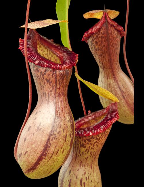 Several Nepenthes pitchers hang against a black background 