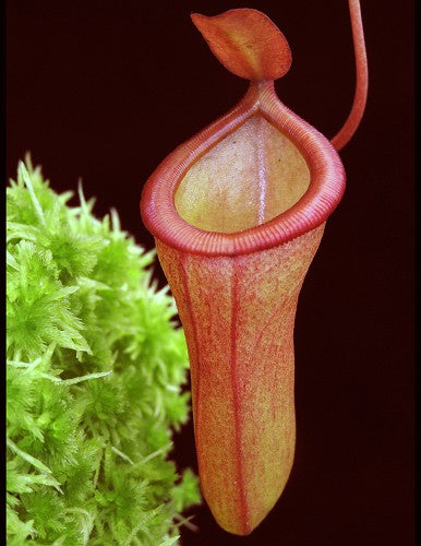 A red and orange Nepenthes pitcher hangs next to a mossy pot