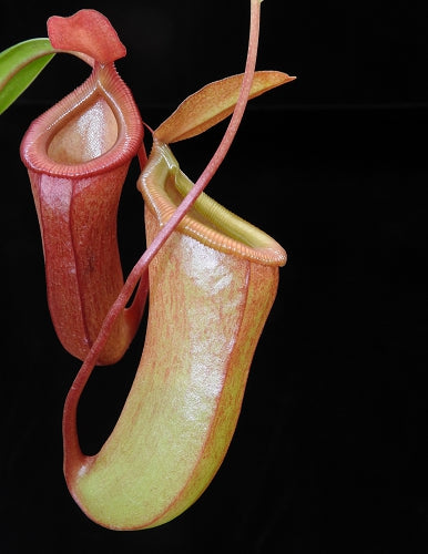 Two Nepenthes pitcher plants with green and orange pitchers, attached to reddish-stemmed vines, against a black background.