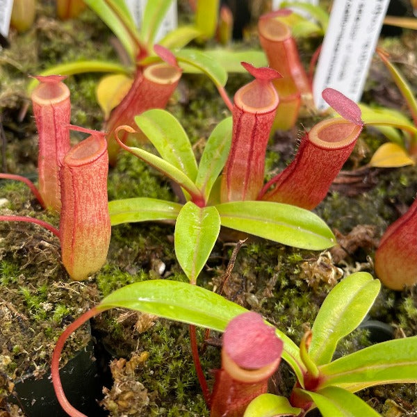 Small red and green Nepenthes plants potted 