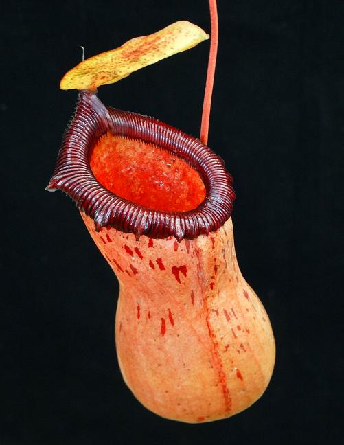 A potted Nepenthes ventricosa x sibuyanensis with a large, orangey-red pitcher with a burgundy peristome, against a black background.