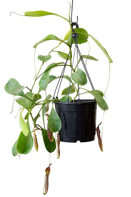 Nepenthes zakariana Mamut Pitcher Plant