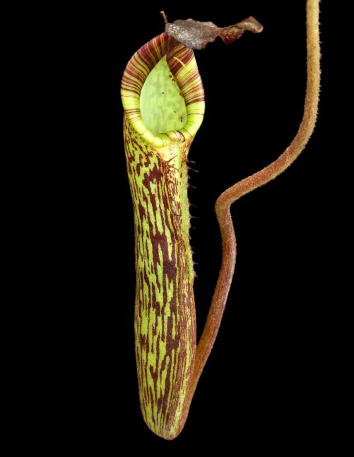 Nepenthes zakariana Mamut Pitcher Plant